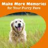 imageZesty Paws Advanced Cognition Soft Chews for Dogs  with Omega 3 DHA Ashwagandha ampamp Alpha GPC  for Senior Dog Brain Health ampamp Nervous System Support  Supplement for Calming ampamp Relaxation  90 Count